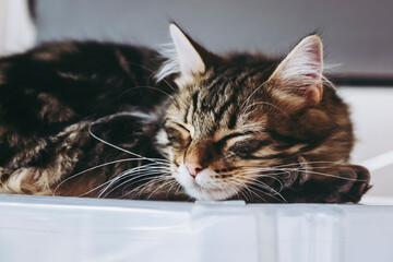 Adorable chaton tigr&eacute; angora couch&eacute; &agrave; la maison