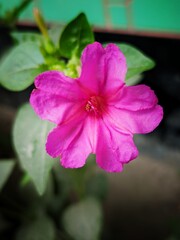 pink and white flower