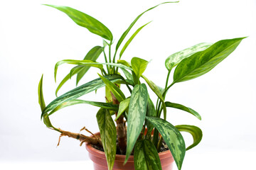 Green houseplant  on plastic pot ( Dieffenbachia) isolated on white background.