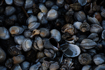 sea shells