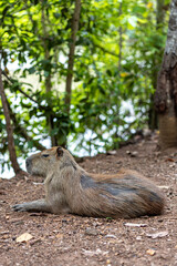 Capivara deitada ao lado de um lago e de uma pista de caminhada em um parque municipal, ponto turístico, parque Cesamar