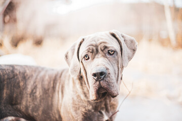 beautiful close up on cane corso dog outside in autumn