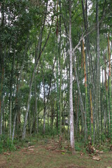 group of trees with light passing through them, guaduas