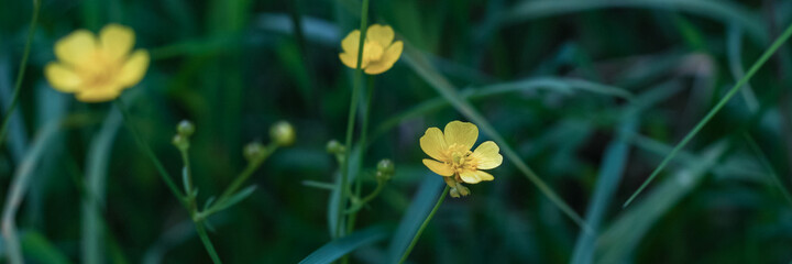 Fototapeta premium Yellow wildflowers in the grass. Ranunculus, Buttercup flowers on a bright green nature background. Web banner.