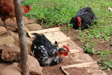 black farm hen on grass