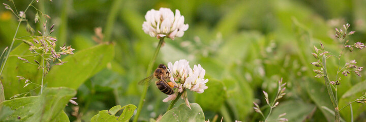 A bee on a clover flower. Trifolium pratense, the white clover in the meadow. White-flowered clover...