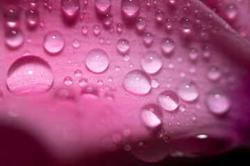 Water drops on pink leaves of a flower close-up with a dark background. Selective focus.