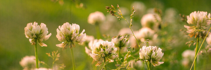 Trifolium pratense, the white clover in the meadow. White-flowered clover and Poa annua, or annual meadow grass on the lawn in summer sunlight. Web banner.