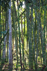 group of trees, guaduales, sun © cristhian