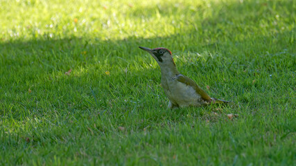 Green Woodpecker in the Netherlands.