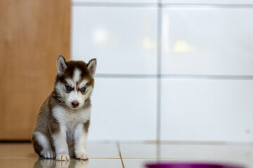Linda cadela, cão, husky siberiano com dois meses de idade, sentada