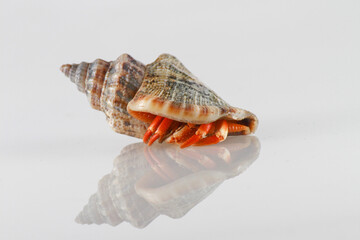Hermit crab in the white background