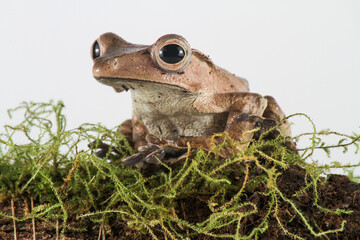 Eared tree frog on grass