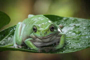 green frog on a leaf