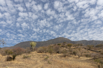 Cactus and Clouds. San Juan Cosala Range. Jalisco, Mexico.