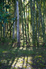 group of trees with light passing through them, guaduas