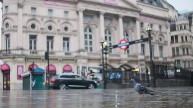 London Pigeon walking in front of Underground roundel in the rain Slow motion