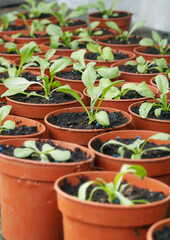 Fototapeta na wymiar Seedlings In Plant Pots