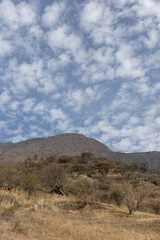 Cactus and Clouds. San Juan Cosala Range. Jalisco, Mexico.