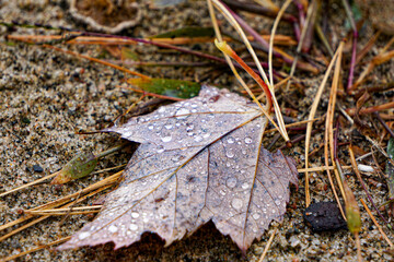 autumn leaves on the ground