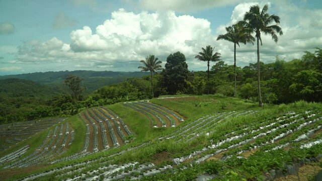 Strawberry farm and farm fields. Farming and growing plants in rural areas of Bohol, Philippines.