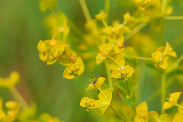 Obraz premium Zypressen-Wolfsmilch (Euphorbia cyparissias) 