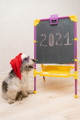a dog in a new year's Christmas hat sits in front of a blackboard with the year 2021 written on it