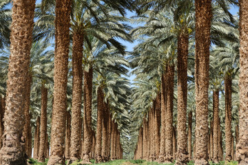 Date palm trees field in Israel with full of sun shine.