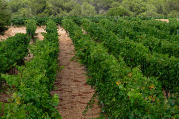 Fototapeta na wymiar viñas Terramoll, La Mola, Formentera, balearic islands, Spain