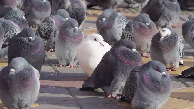 Pigeon or domestic pigeon or Columba livia domestica or rock dove or rock pigeon.White pigeon among ordinary gray pigeons. not like everyone else. selective focus