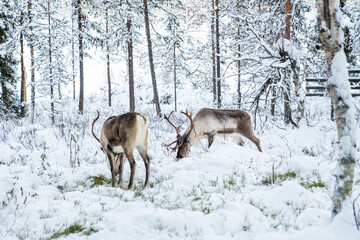 Father Christmas Reindeer in Lapland, Finland