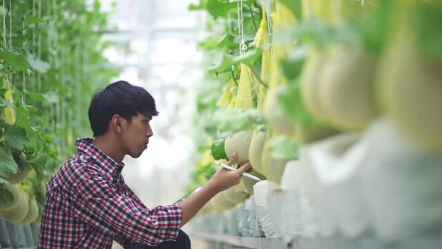 The farmer is checking the quality of the melon at the melon farm in a plastic house