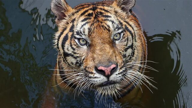 The portrait of tiger who standings in the water and looks ahead, slow motion.