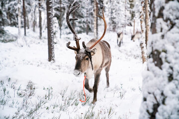 Santa's Reindeer in Lapland, Finland