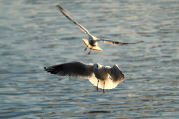 Zwei Möven über der Wasser im Anflug auf Flussufer wegen Fütterung - Stockfoto