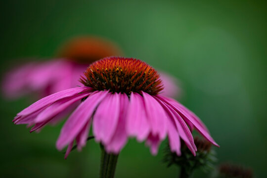 An echinacea flower outside