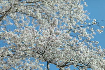 벚꽃 Cherry Blossom