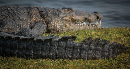 lagarto salvaje descansando y cazando en el lago