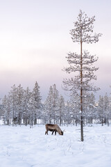 Reindeer in Lapland, Finland, next to large tree