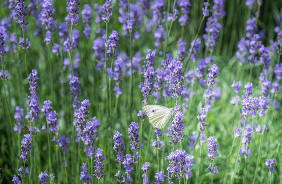 A white butterfly in a field of lavender