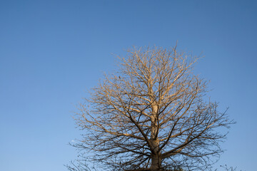 a Baobab tree against blue sky.