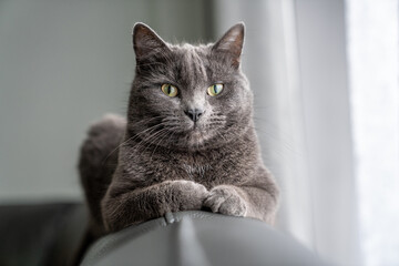 Grey cat on back of sofa portrait
