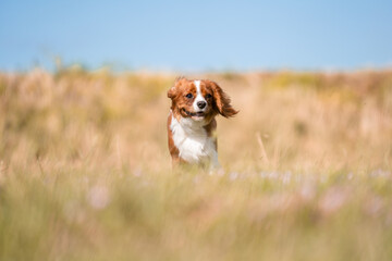 Cavalier King Charles Spaniel 