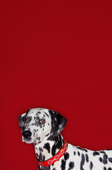 Side View Portrait Of Cropped Dalmatian