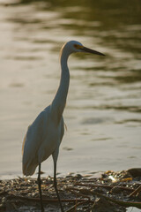 aves de presa blancas volando y cazando en el rio
