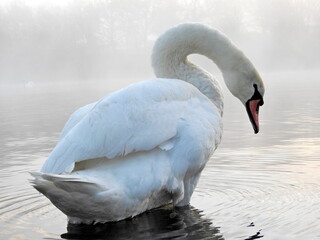 swan standing in shallow water