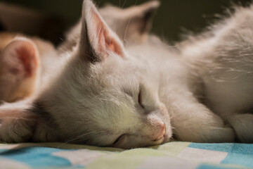 cat sleeping on a bed