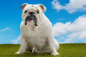 Bulldog Sitting On Grass Against Sky