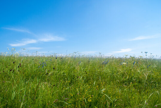 Green field with grass and wildflowers on a sunny summer day