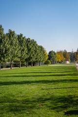 Alley of beautiful Paulownia tomentosa trees or empress tree (princess or foxglove tree). Landscape design. City park 